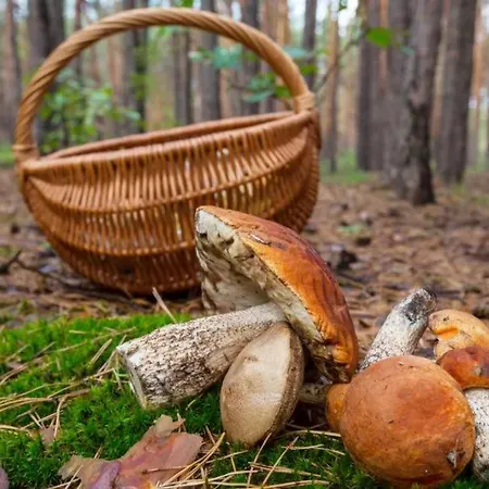 Lägenhet W Sercu Gor Z Ogrodem